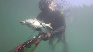 Καλοκαιρινά λαβράκια κι άλλα....Summer time sea bass and more...