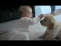 baby and puppy meet for the first time