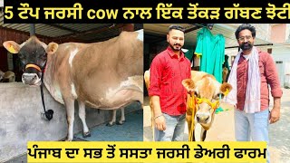 ਪੰਜਾਬ ਦਾ ਸਭ ਤੋਂ ਸਸਤਾ ਜਰਸੀ ਫਾਰਮ#5 ਟੌਪ ਜਰਸੀ cow ਨਾਲ ਇੱਕ ਤੋਂਕੜ ਗੱਬਣ ਮੁਰਹਾ ਝੋਟੀ ਪਹਿਲਾ ਸੂਆ!!