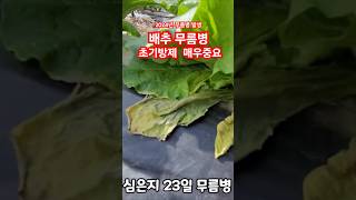 배추 무름병 발생 초기방제 매우 중요 #shorts