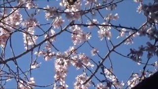 20160327　北本自然観察公園を散策（エドヒガンザクラ）