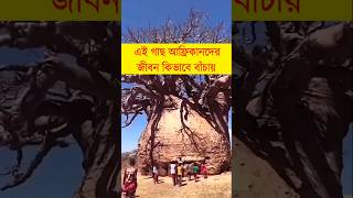 আফ্রিকানদের জীবন বাঁচায় || শিক্ষার পথ || amazing facts about trees || #shorts #facts #viralvideo