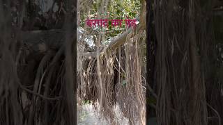 बरगद का पेड़ tree of bargad