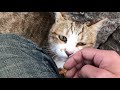 小キジ猫のスリスリが止まらないから帰れない…可愛い猫動画