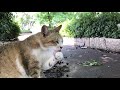 小キジ猫のスリスリが止まらないから帰れない…可愛い猫動画