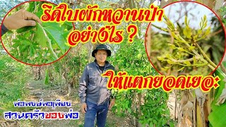 #การริดใบผักหวานป่า #ริดใบผักหวานป่าอย่างไร? ให้แตกยอดอ่อนเยอะๆ #พ่อพงษ์พอเพียง #สวนผสมผสาน