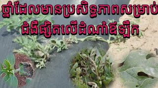 ដំណាំឪឡឹក_សារធាតុសកម្មដែលមានប្រសិទ្ធភាពសម្រាប់កំចាត់ជំងឺលើដំណាំឪឡឹក