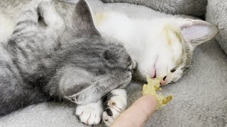 寝ている子猫の鼻にかつおぶしを近づけてみると…