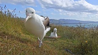 Incubating Albatross Receives A Visit From A Neighbor In New Zealand | DOC | Cornell Lab