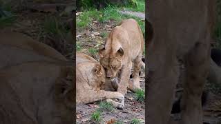 Zoo Antwerpen (African lions cuddling/Afrikaanse leeuwen knuffelen) - September 24, 2024 #Shorts