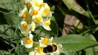 Giant Hoverfly Licks Yellow Toadflax Flowers