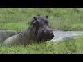 Botswana 2025 Selfdrive Safari Khwai Magotho