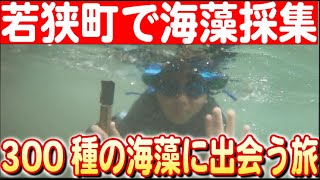 【海藻の可能性を学ぶ】福井県立大学と探る若狭湾の海藻採集体験！ 日本財団 海と日本PROJECT in  ふくい 2024 #04