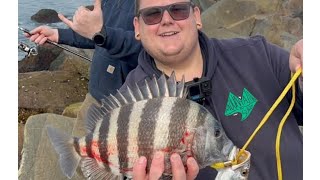 fishing for sheepshead on the huntington beach jetty!!!