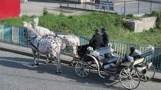 wesele w kraśniku, Kraśnik 2015