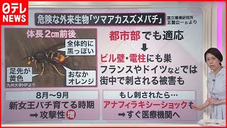 【解説】危険生物“襲来”  凶暴なアライグマ目撃も…  専門家「人間がなめられている」『知りたいッ！』