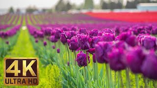 4K - Tulip Flowers - 2 Hours Relaxation Video | Skagit Valley Tulip Festival in WA State - Episode