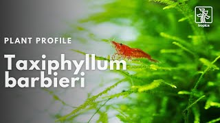 Taxiphyllum barbieri | Java Moss