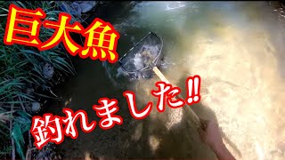 釣り堀より簡単に釣れる滝つぼで巨大ニジマスが出た！【川釣り】