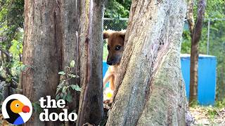 Feral Puppies Won't Let People Near Them Until... 💖 | The Dodo