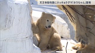 赤ちゃんホッキョクグマ「ホウちゃん」一般公開　名前の由来は？　天王寺動物園（2021年3月23日）