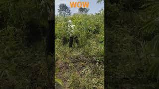 Watch people cut cassava grass  មើលគេកាប់ស្មៅដំឡូងមី