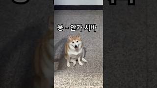 시바견 특징 안가시바 #시바이누 #마메시바 #柴犬 #しばいぬ   #shiba #shibainu #반려견 #댕댕이 #일상 #산책 #소통#강아지모델 #cutedog