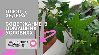 Выращивание и размножение плюща \\ хедеры в домашних условиях