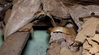 ऐसी ख़तरनाक मंज़र देख आप के रोगटे खड़े होजाएगे,बड़ा हादसा टला।Dangerous Cobra rescue operation done.