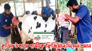 লাল তীর বীজ || গাভীকে কৃত্রিম ফ্রিজিয়ান বীজ প্রজনন || Artificial Seed to Cow ||Hybrid Seed|| #GkB24