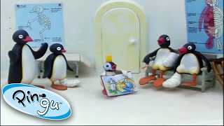 Pingu And His Family Learn Together! @Pingu - Official Channel 1 Hour | Cartoon For Kids