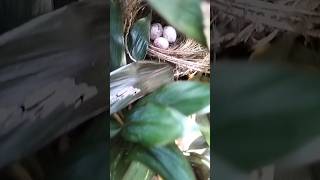 ഇത് ഏത്  പക്ഷിയുടെ ആണെന്ന്  പറയാമോ #ichuttan #birds #nest #vairalvideo #shortsvideo #shorts #cute