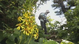 早くも秋の表情　石鎚山に咲く高山植物・愛媛新聞