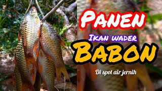 Mancing wader babon /panen wader di spot Andalan