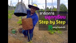 สาธิตการปลูกทุเรียน Step by Step | ลุงหมูป้าตุ้ยพันธุ์ไม้