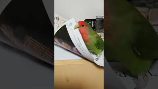 コザクラインコ🐥上手に紙をちぎる