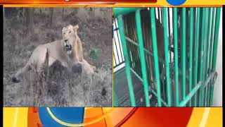 Death case of lions in Amreli, 23 dead bodies of lions were cremated | Zee24Kalak