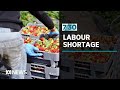 Farmers say a massive labour shortage is looming and households may feel the impact | 7.30