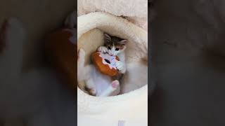 つきみちゃん🎑とおもちゃ　#猫　#猫動画　#cat　#kitten 　#猫のいる暮らし