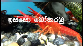 ඉස්සො ලේසියෙන්ම බෝකරමු