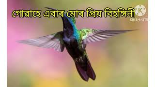 অসমীয়া কবিতা - গোৱাহে এবাৰ মোৰ প্ৰিয় বিহংগিনী, , কবি - ৰঘুনাথ চৌধাৰী