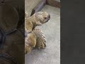 陸ガメちゃんとワンちゃんの遭遇😊 陸ガメ 箱根園 ふれあいどうぶつランドだっこして！zoo！