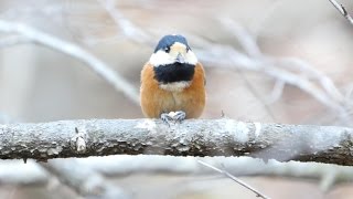 山中湖 大洞の泉のヤマガラお食事中　その１（4K動画）