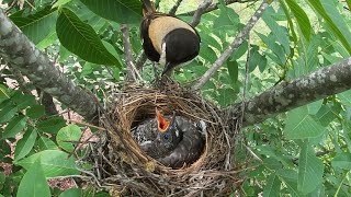 Day15,The cuckoo, already bigger than its foster mother, keeps urging her to find food.