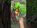 fenugreek coriander vegetables harvest