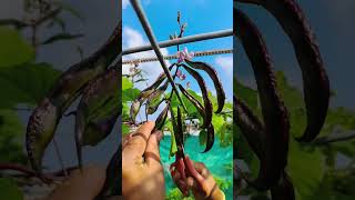 Fenugreek coriander vegetables harvest