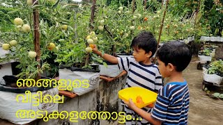 Terrace vegetable garden... മട്ടുപ്പാവിലെ കൃഷിത്തോട്ടം..