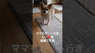 ここさん、ママも、デート行きたい❤️笑結構です笑 #animaldog #チワワ #dog #犬#chihuahua #かわいい #癒し