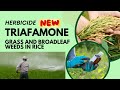 Triafamone: Advanced Herbicide for Effective Weed Control in Rice Cultivation