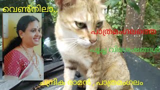 വെൺനിലാ .. Vennila - പാത്രമംഗലത്തെ പൂച്ച വിശേഷങ്ങൾ... Tale of our cats...